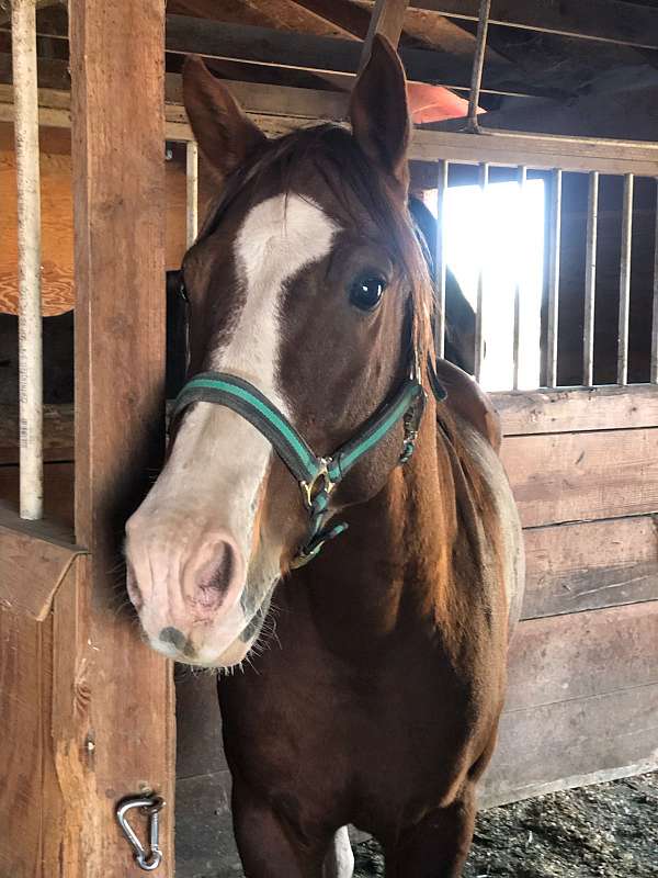 quarter-horse-gelding