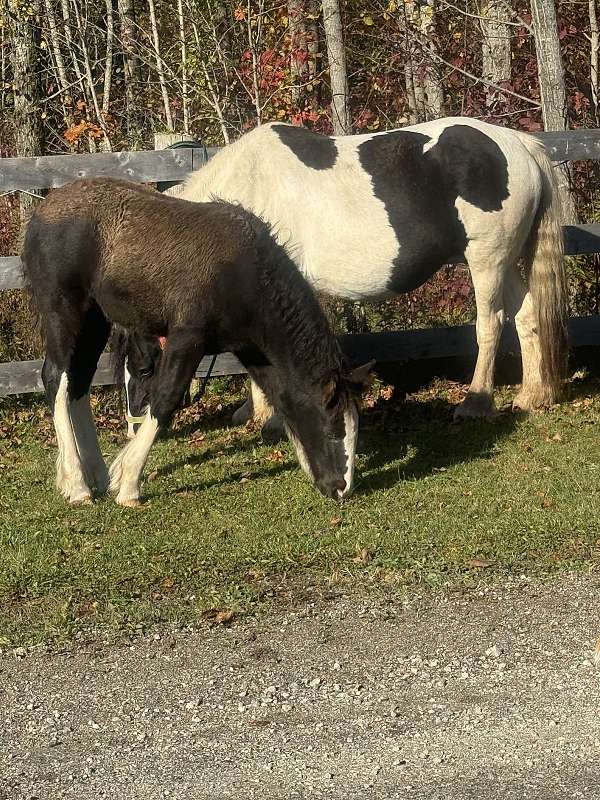 gypsy-vanner-horse-for-sale