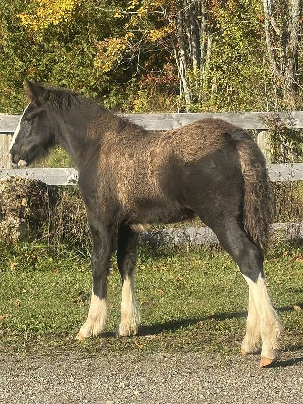 gypsy-vanner-colt