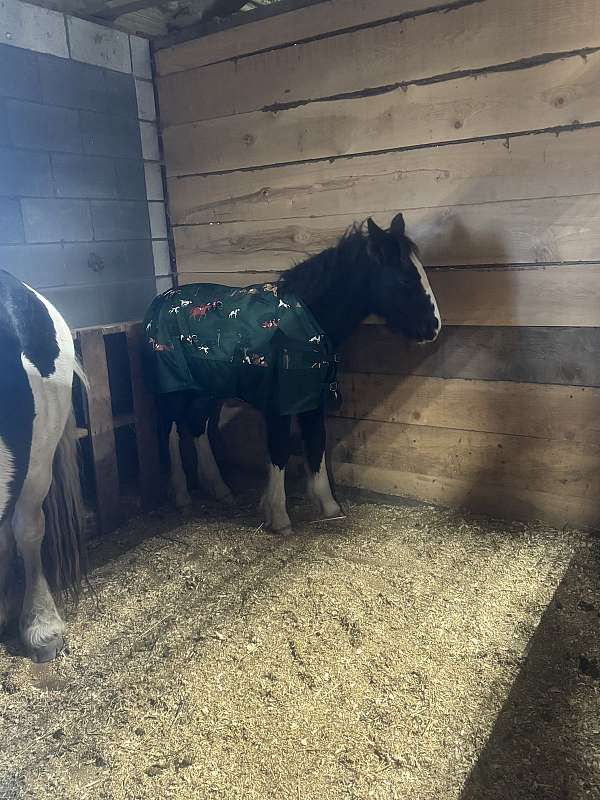 stallion-working-gypsy-vanner-horse