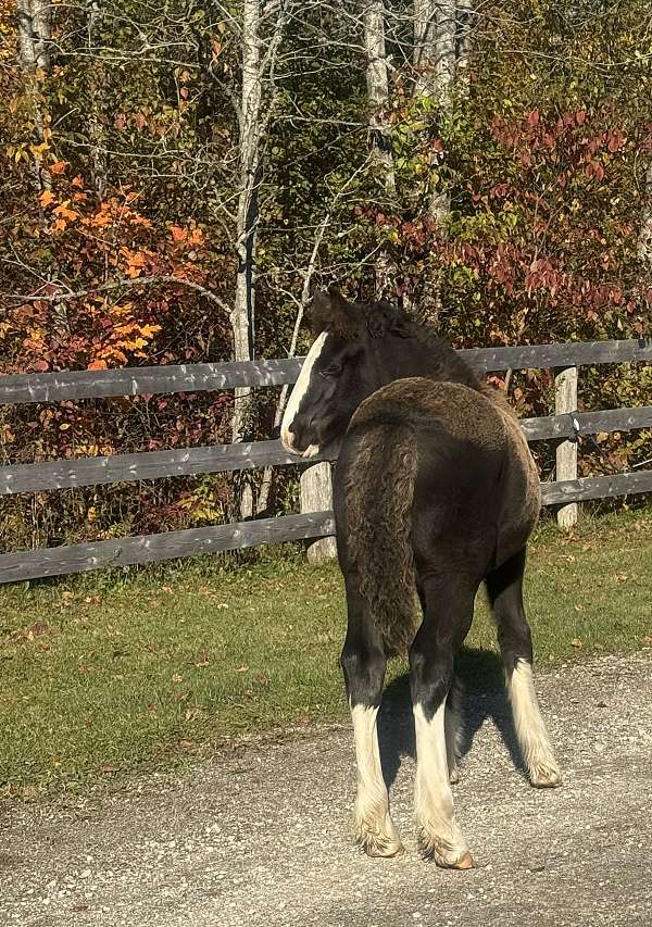 gypsy-vanner-horse