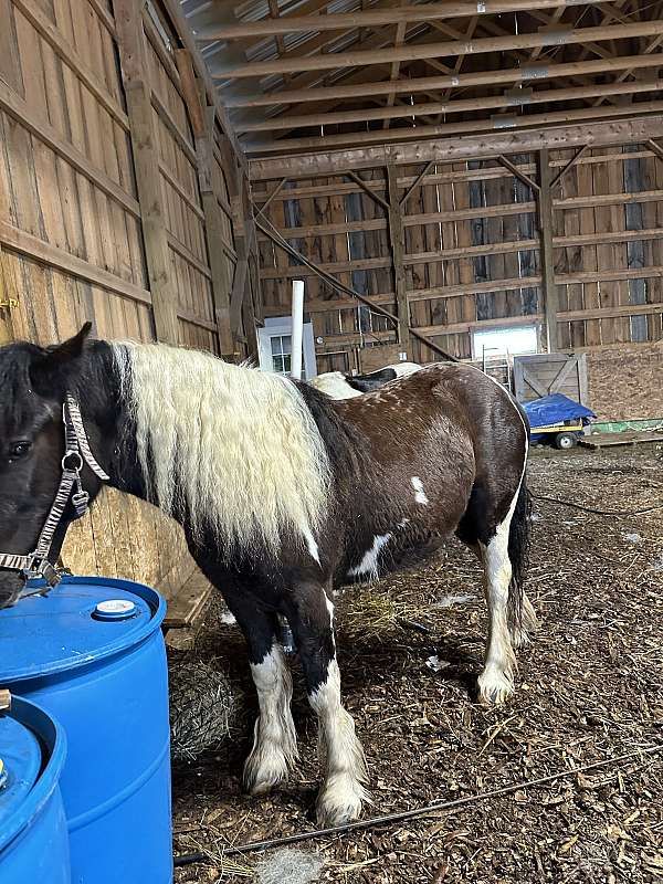 rideable-gypsy-vanner-horse