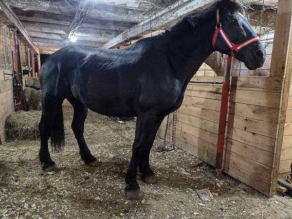 working-belgian-percheron-horse