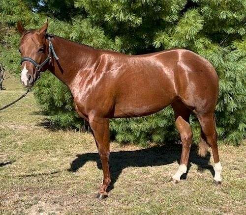 chestnut-white-snip-two-hind-socks-horse