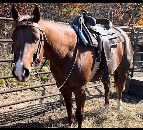 barn-paint-horse