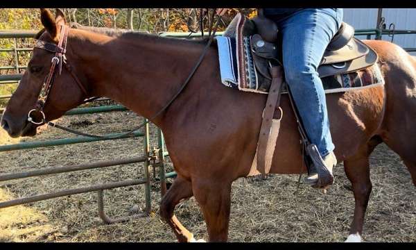 chestnut-paint-horse