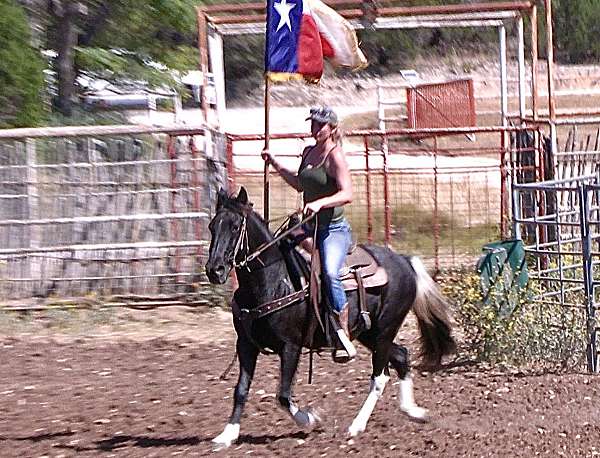 black-paint-mare-horse