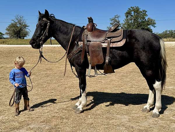 running-walk-paint-horse