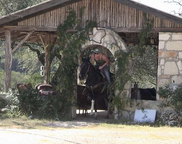 blagdon-paint-horse