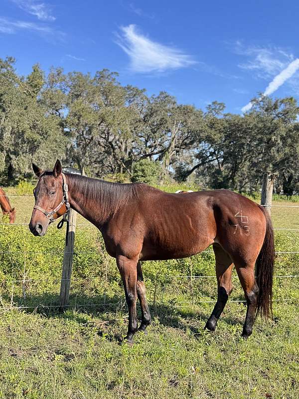 aqha-quarter-pony