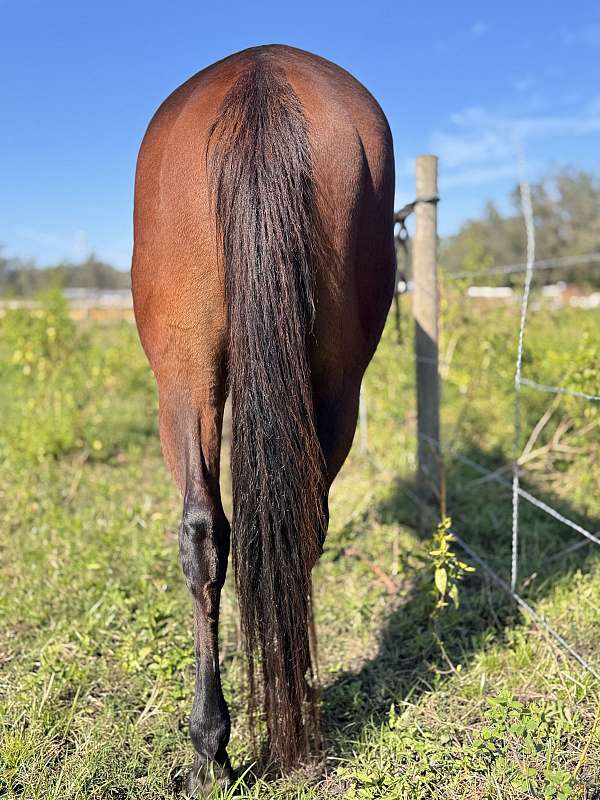 ranch-quarter-pony