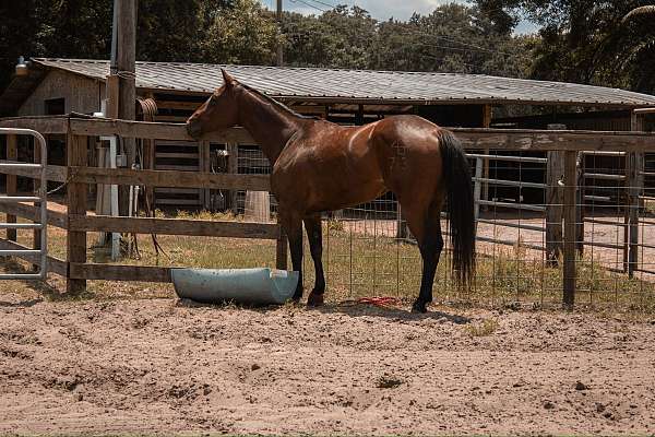 sorting-quarter-pony