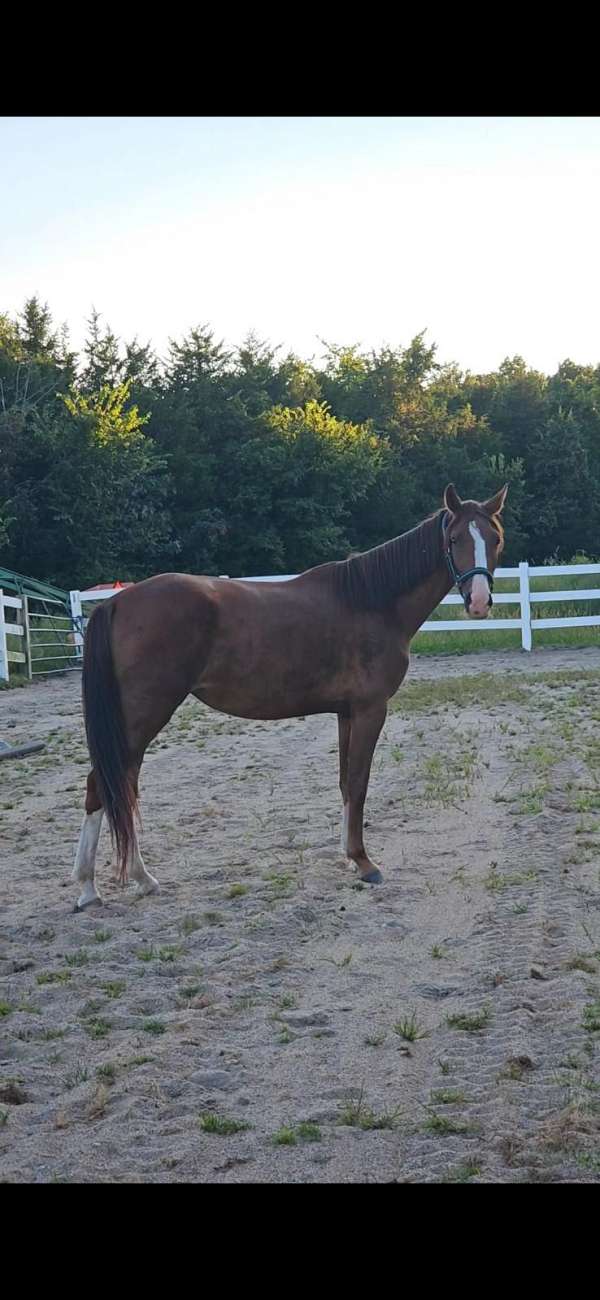 started-under-saddle-trail-warmblood-horse