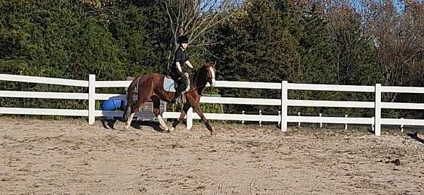 canters-warmblood-horse