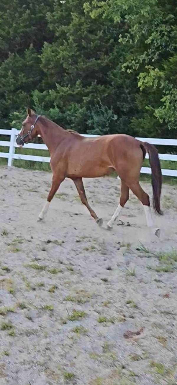 started-under-saddle-trail-warmblood-horse