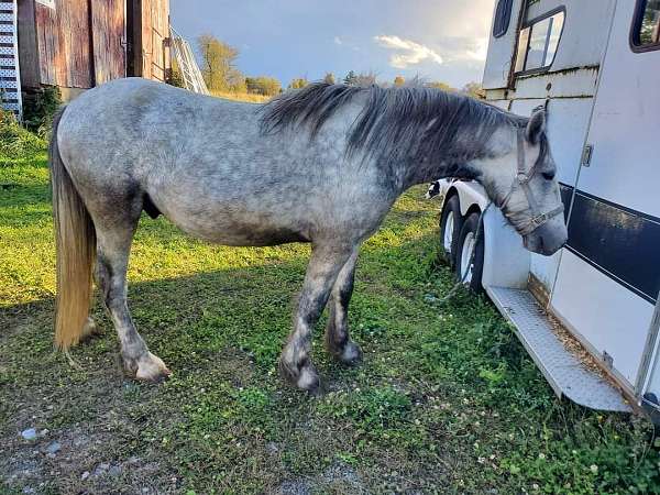 cross-experienced-dales-pony-pony