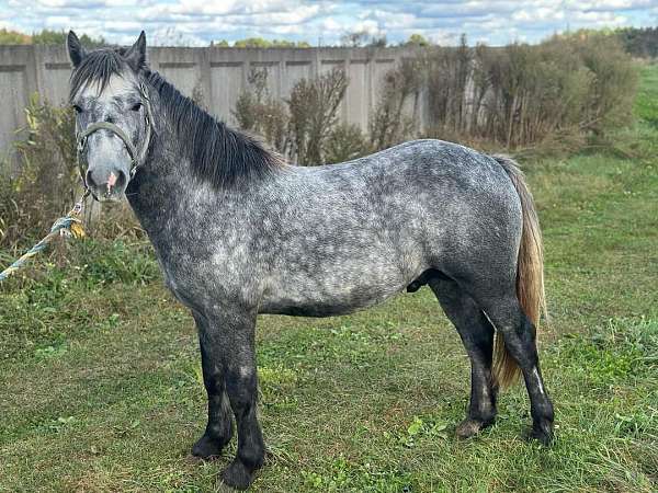 cross-sport-dales-pony-pony