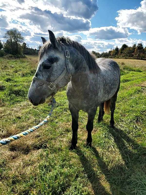 colt-dales-pony