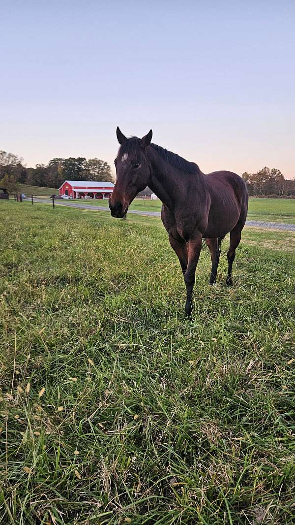 all-around-thoroughbred-donkey