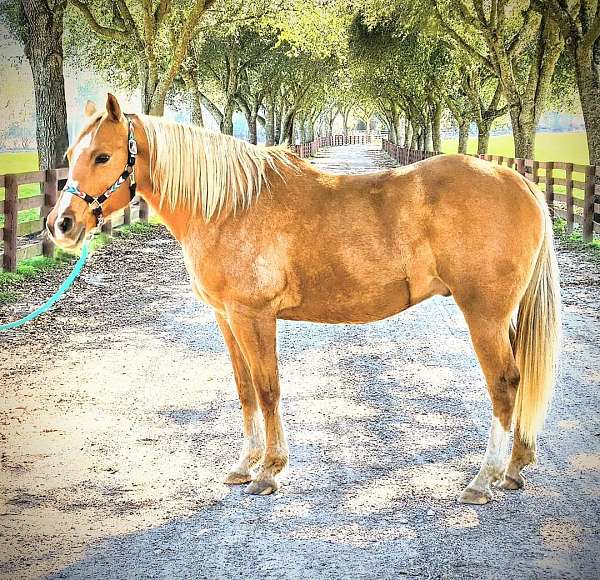 yin-yang-horsemanship-quarter-horse