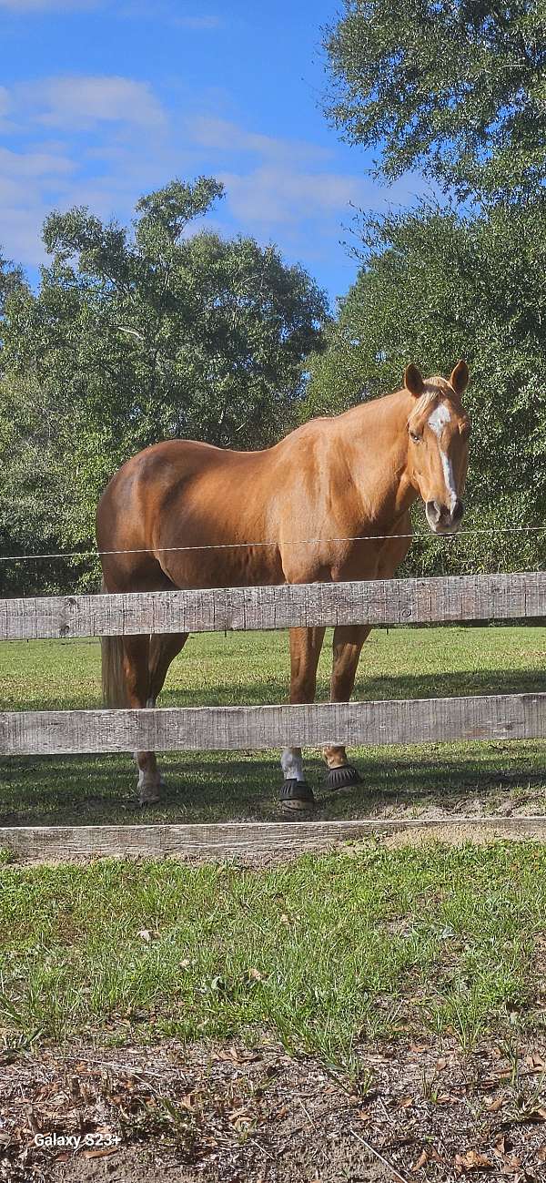 yin-yang-horsemanship-quarter-horse