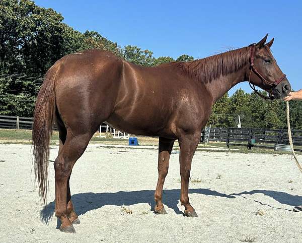 quarter-horse-gelding