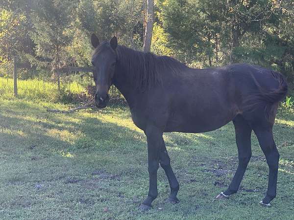 bay-thoroughbred-gelding