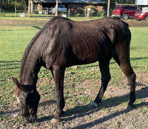 black-tennessee-walking-gelding