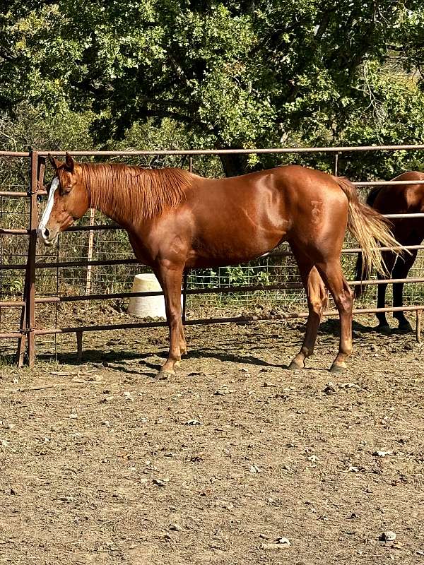 calf-roping-roping-horse