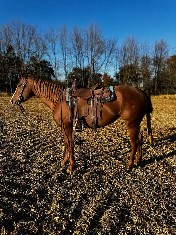 calf-roping-roping