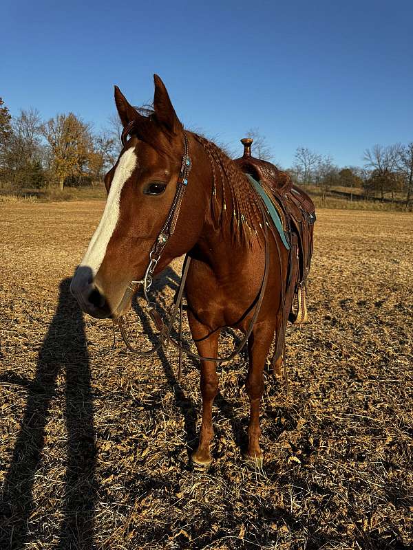 aqha-quarter-horse