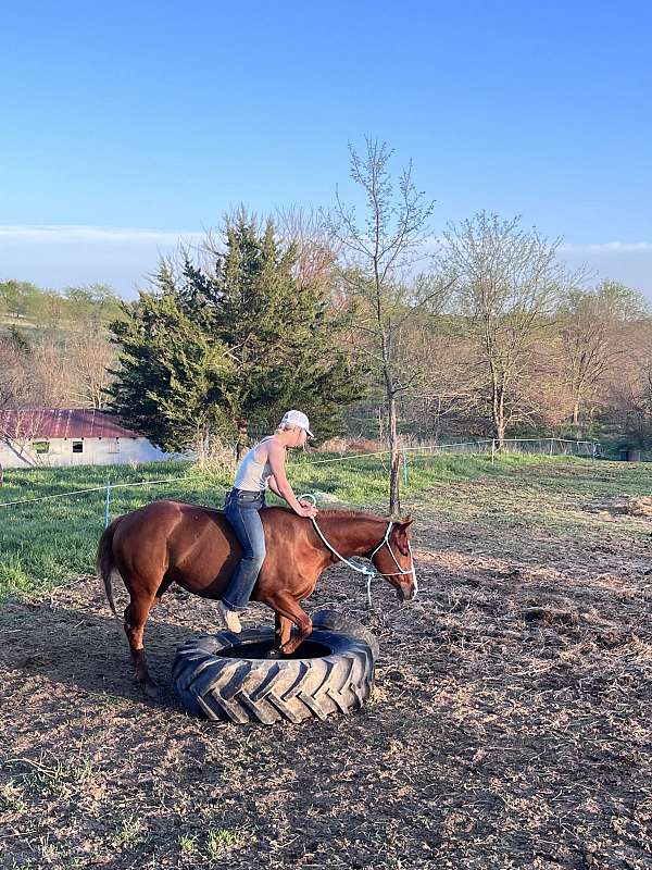 experienced-on-trails-quarter-horse