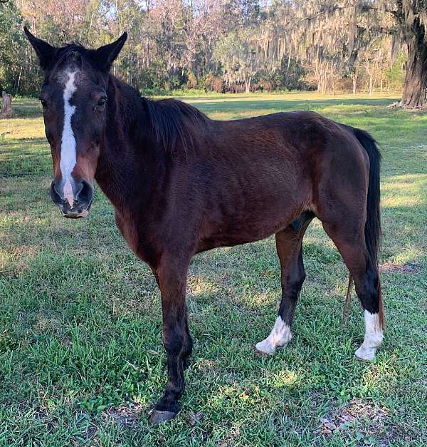 14-hand-tennessee-walking-gelding