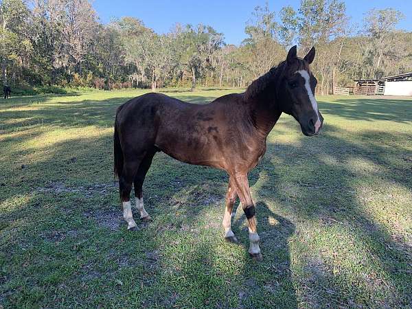 chestnut-quarter-horse-gelding