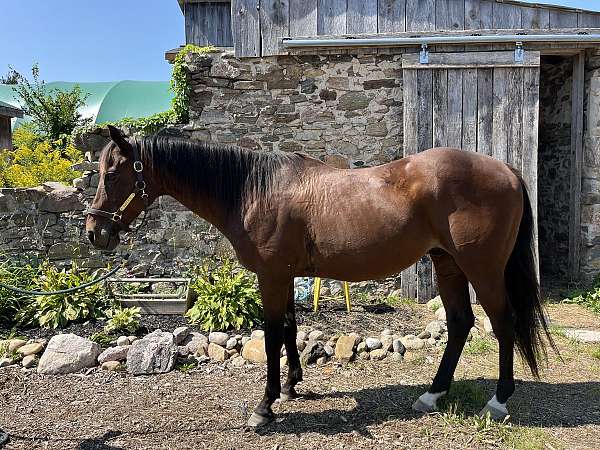 dressage-trail-quarter-horse