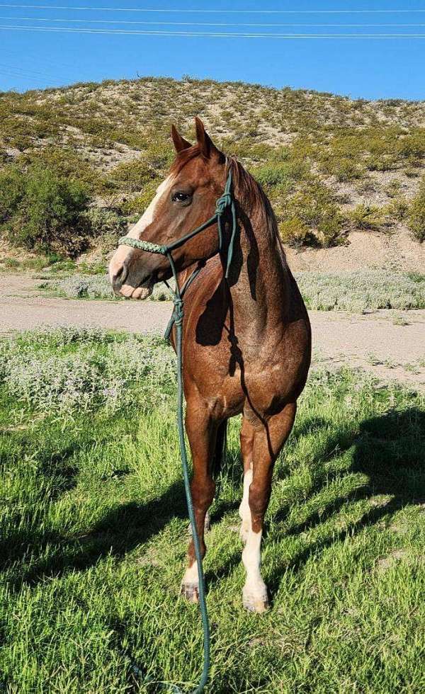 red-roan-roan-ranch-roping-horse