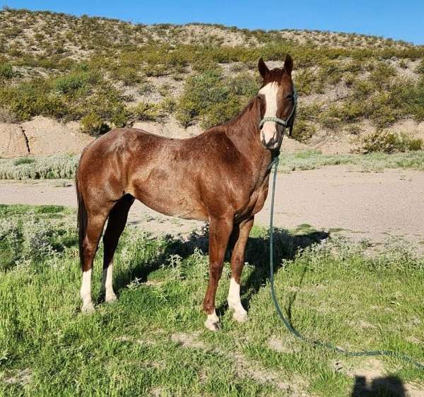 quarter-horse-gelding