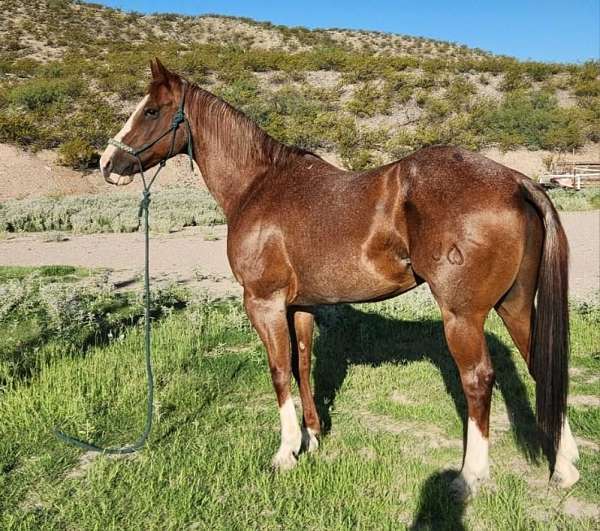 quarter-horse-for-sale