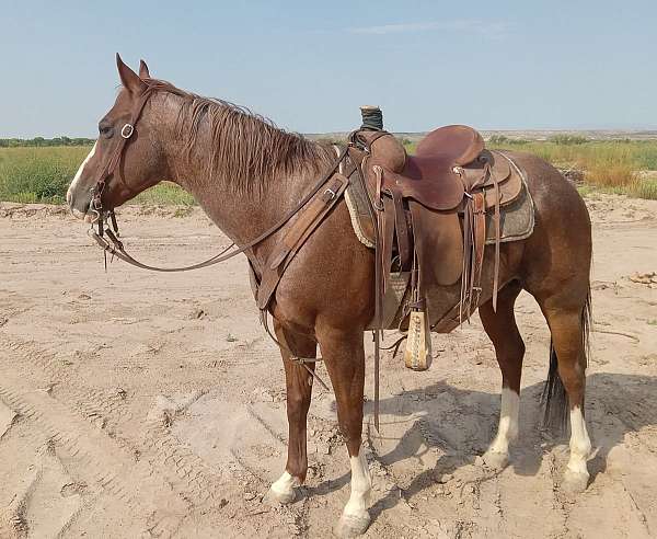 ranch-roping-gelding