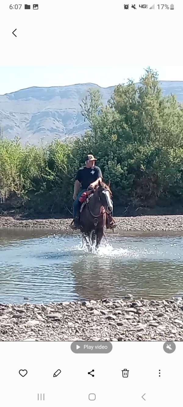 red-roan-roan-aqha-gelding