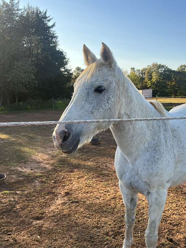 quarter-horse-mare