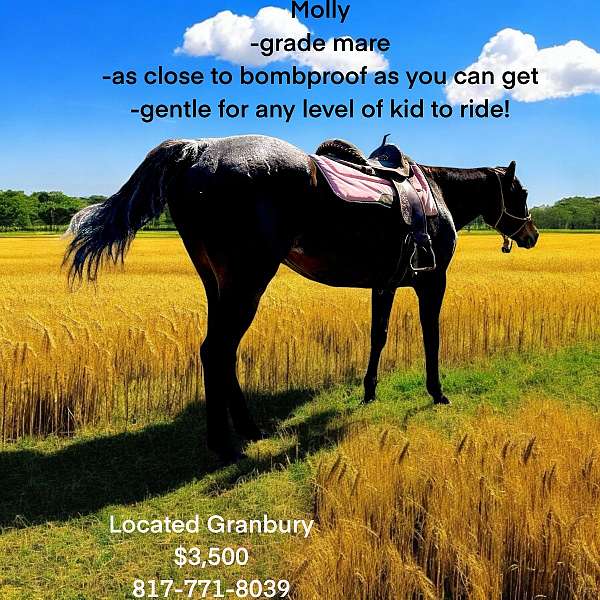 quarter-horse-mare