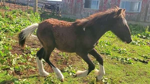 smokey-black-dales-pony-for-sale