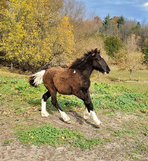 smokey-black-dales-pony-for-sale