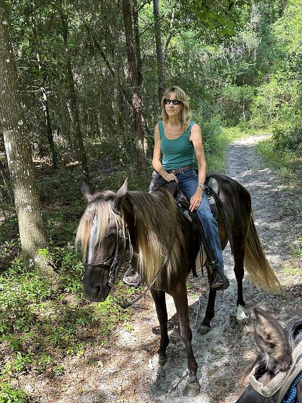 all-around-tennessee-walking-horse