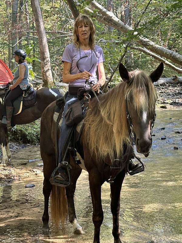 breeding-tennessee-walking-horse