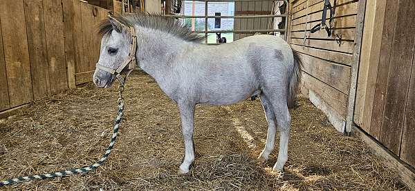 amhr-miniature-horse