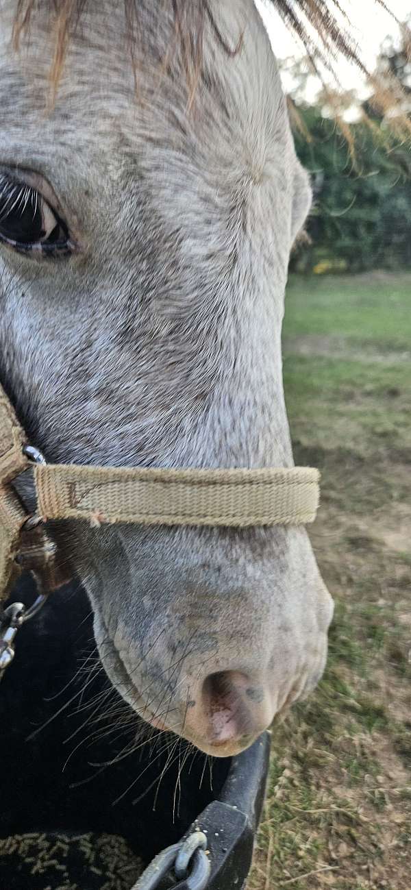 athletic-miniature-horse