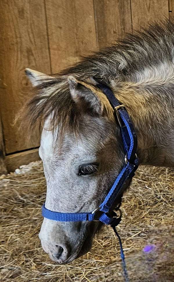 colt-miniature-horse