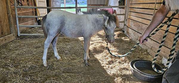 family-miniature-horse